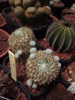 post-5030-0-53173200-1402051331_thumb.jp