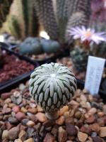 post-5030-0-63285400-1402049219_thumb.jp