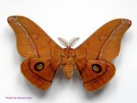 emperor gum moth b.jpg