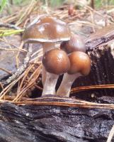 post-13830-0-48568300-1404789310_thumb.j