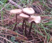 post-13830-0-59535400-1404789307_thumb.j