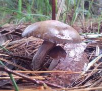 post-13830-0-81999400-1404789309_thumb.j