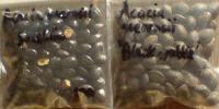 Acacia mearnsii seeds comparison 2.JPG