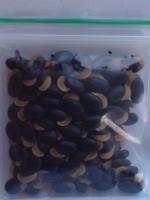 Acacia terminalis seeds.JPG