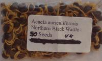 Acacia auriculiformis seeds uk.JPG