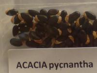 Acacia pycnantha seeds.JPG