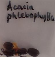 Acacia phlebophylla seeds.JPG