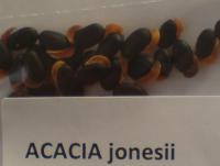 Acacia jonesii seeds.JPG