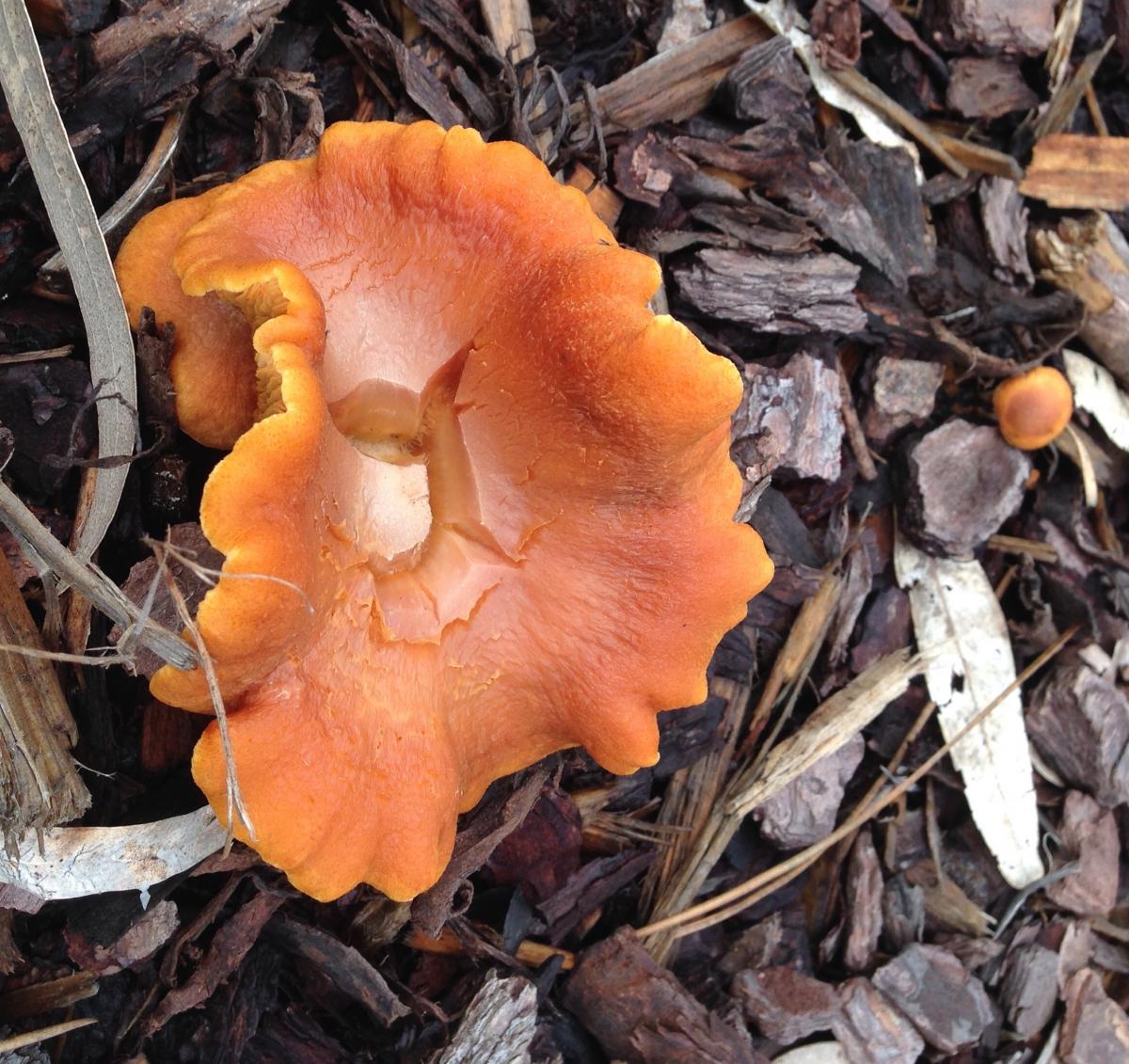 Getting the vibe- mushroom IDs needed - Fungus Identification - The ...