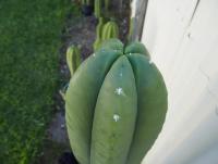 post-13830-0-26215100-1443662587_thumb.j