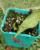 post-14605-0-88235100-1445068983_thumb.j