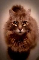 post-14605-0-97623100-1446294895_thumb.j