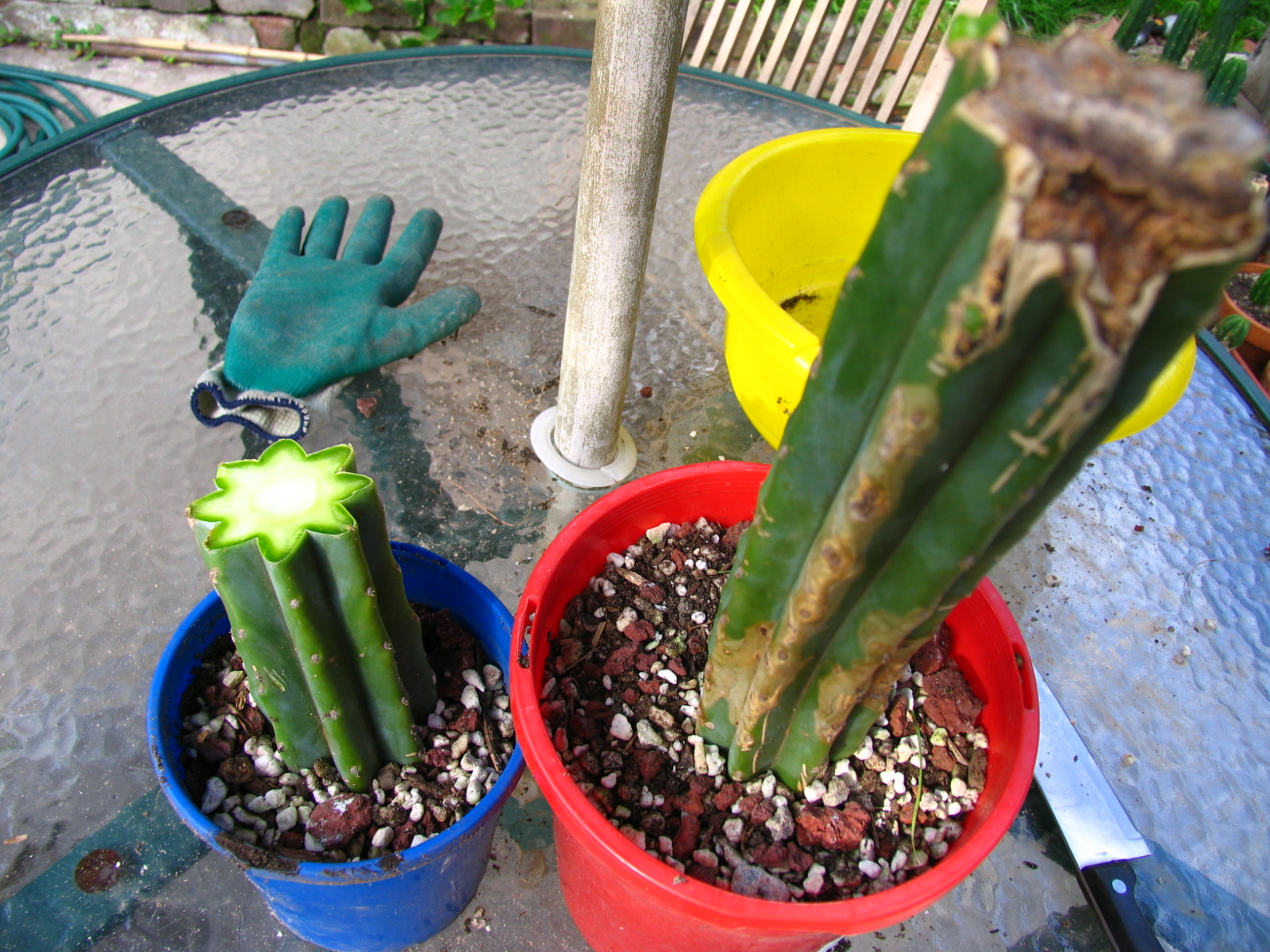Propagating fresh cactus cuttings method. Cacti & Succulents The