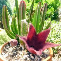 post-12346-0-93080900-1356691100_thumb.j