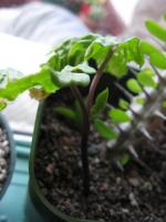 post-8023-0-08267200-1354495629_thumb.jp