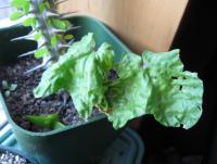 post-8023-0-42804100-1354495601_thumb.jp