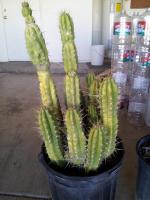 post-12824-0-03258800-1388390642_thumb.j