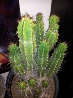 post-12824-0-41890600-1388463596_thumb.j