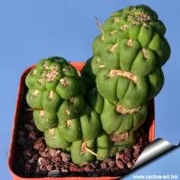 post-4590-0-08029200-1387458638_thumb.jp