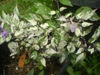 post-11973-0-00982800-1418529833_thumb.j