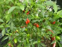 post-11973-0-73834700-1418529791_thumb.j