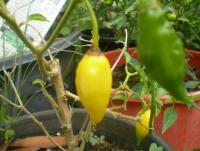 post-11973-0-78344900-1418529898_thumb.j