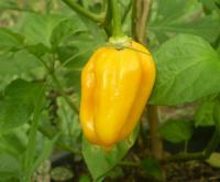 post-11973-0-95864300-1418874167_thumb.j