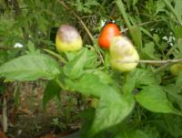 post-11973-0-96989100-1418529946_thumb.j