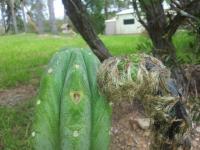 post-1330-0-53744700-1419055828_thumb.jp