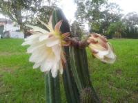 post-1330-0-57644300-1419055795_thumb.jp