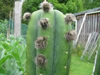 post-13818-0-74742800-1417658911_thumb.j