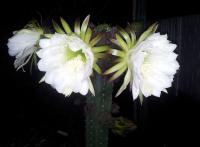 post-13830-0-07158300-1417649077_thumb.j