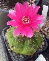 post-13830-0-25546600-1417569572_thumb.j