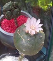 post-13830-0-37912700-1417569573_thumb.j