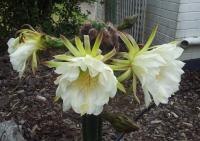 post-13830-0-39068000-1417649076_thumb.j