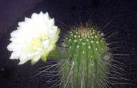 post-13830-0-50793300-1417569570_thumb.j