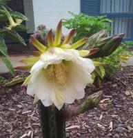 post-13830-0-53619800-1417569574_thumb.j