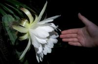 post-13830-0-61146200-1417648994_thumb.j