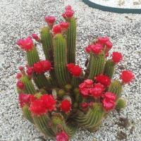 post-13830-0-93840400-1417569573_thumb.j