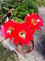 post-14757-0-57620100-1417525012_thumb.j