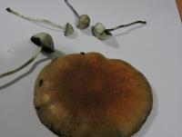 post-15334-0-70884900-1419846772_thumb.j