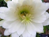 post-4664-0-07588900-1419315877_thumb.jp