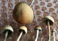 post-7956-0-78315200-1418523466_thumb.jp