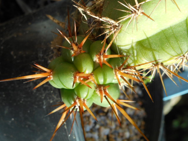 random cactus 006.jpg
