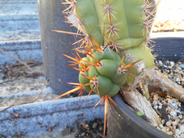 random cactus 003.jpg