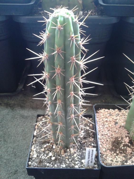 Trichocereus peruvianus KK1689 puquiensis Peru 2800m.jpg