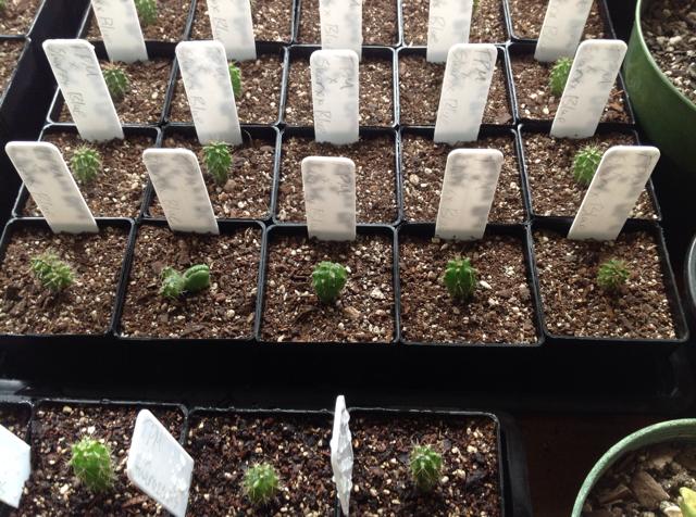 cactus seedlings 4.jpg
