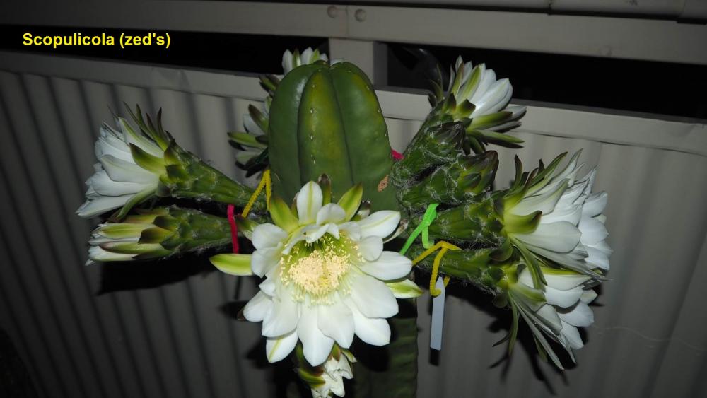 Scop - flowering scopulicola 2016 (named).jpg