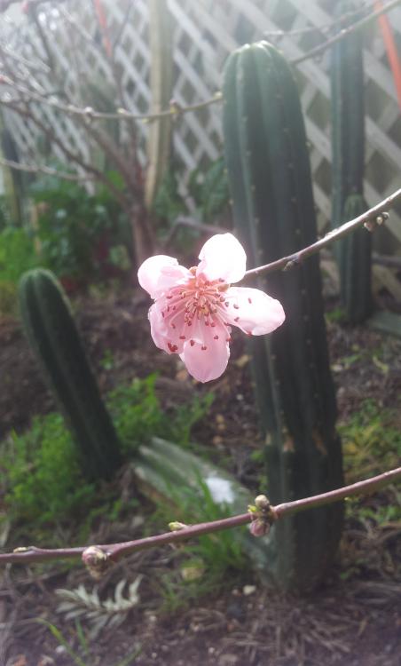Cactus and Apricot blossom.jpg