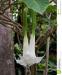 brugmansia-arborea-datura-cornigera-22882395.jpg